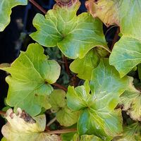 Hedera helix 'Fluffy Ruffles'